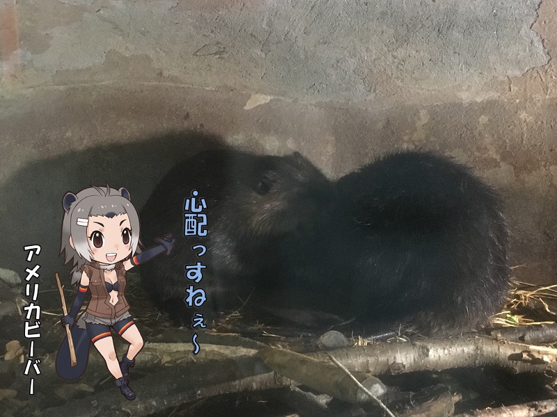 ts ̃tY AJr[o[