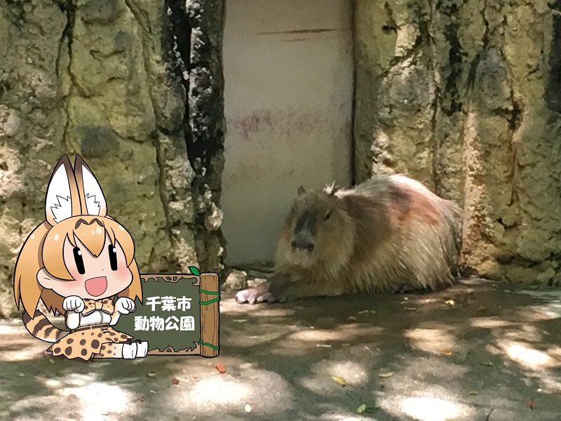 ̃tY ts Jso