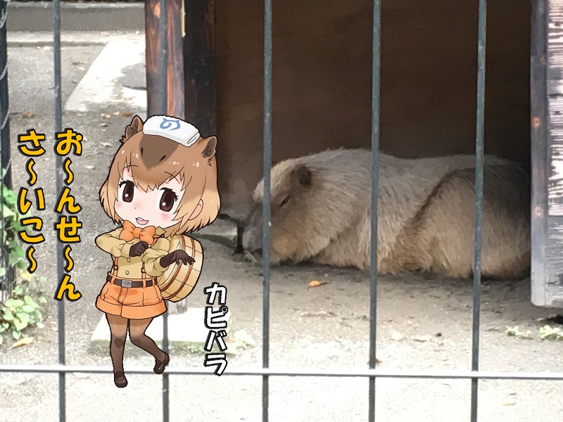 ̓R ̃tY Jso
