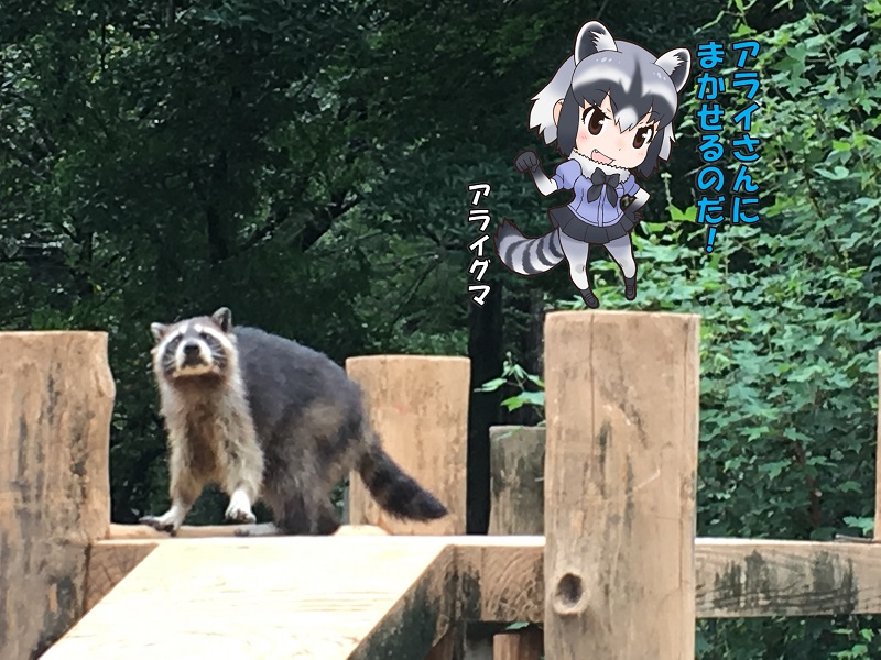 ̓R ̃tY ACO}