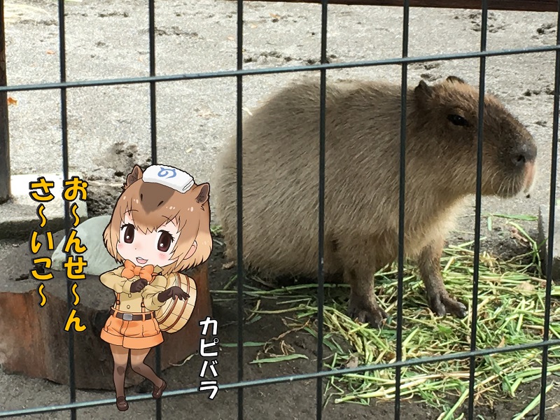 ̓R ̃tY Jso