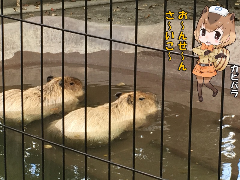 ̓R ̃tY Jso