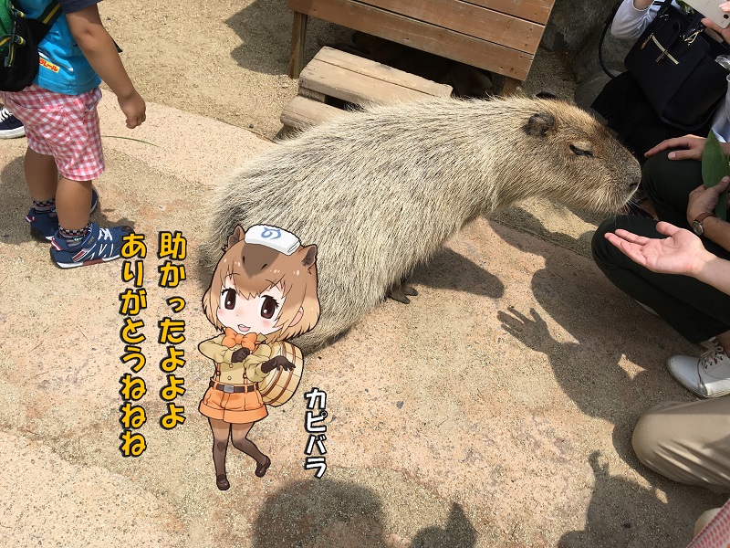 ߐ{ǂԂ ̃tY Jso