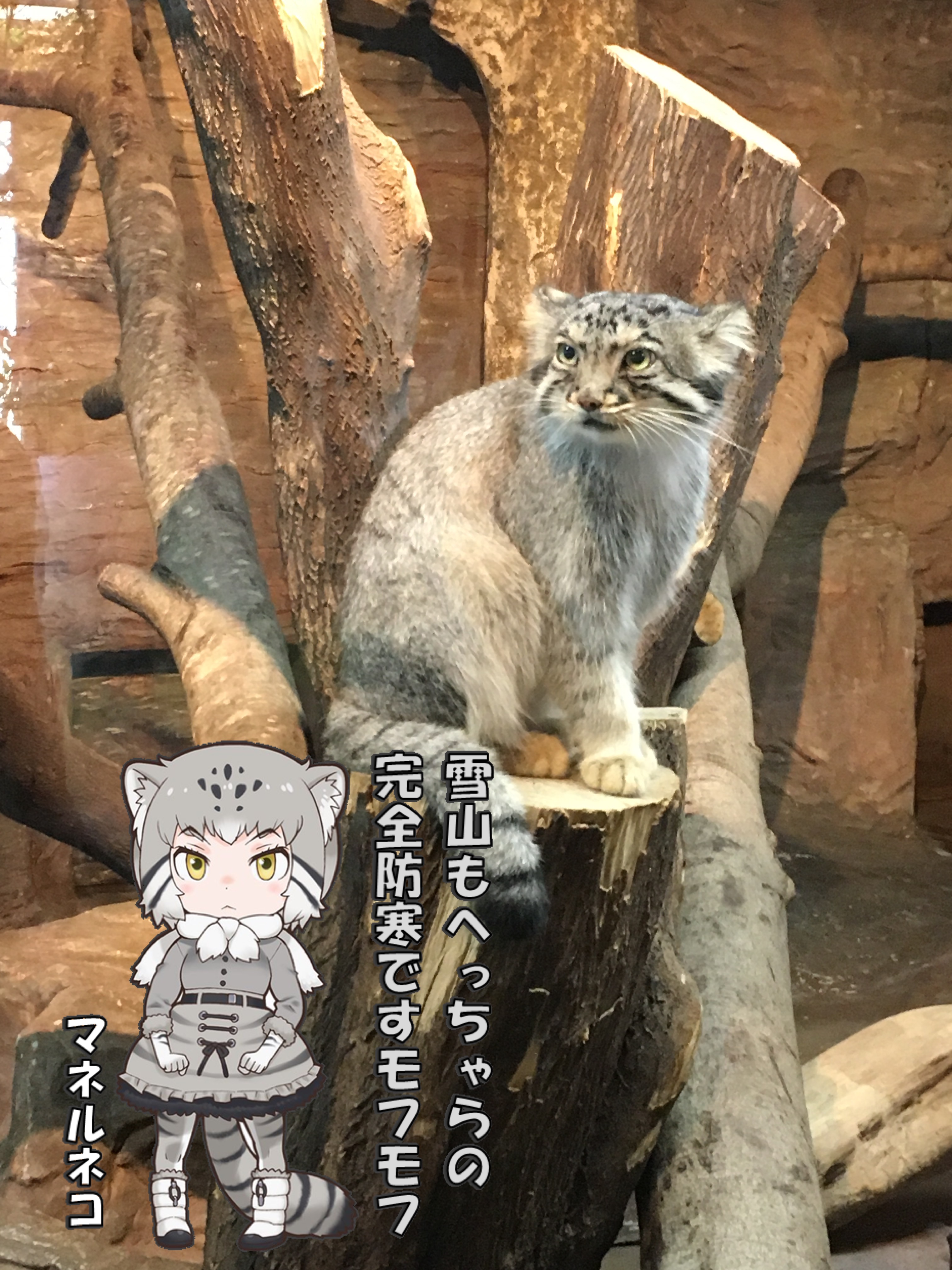 けものフレンズ とコラボしてる 那須どうぶつ王国 で撮ってきた合成写真