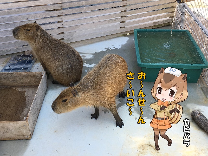 ̂قp[N LA ̃tY Jso